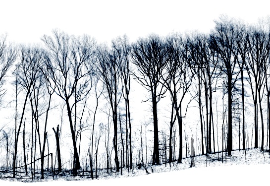 Temperate GEO-TREES